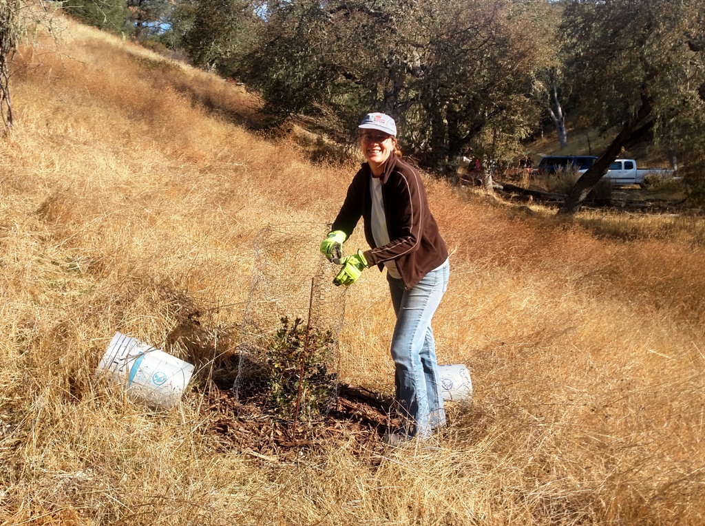 Meg putting the browse cage around an oak seedling.